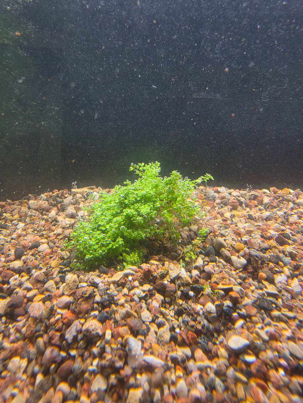 Dwarf Baby Tears