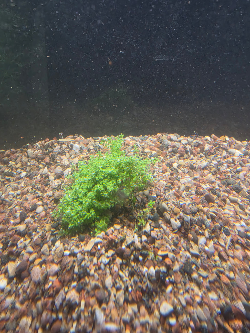 Dwarf Baby Tears
