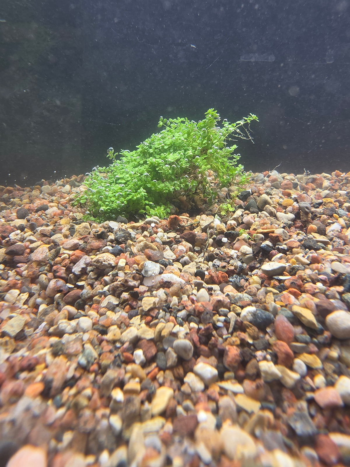 Dwarf Baby Tears