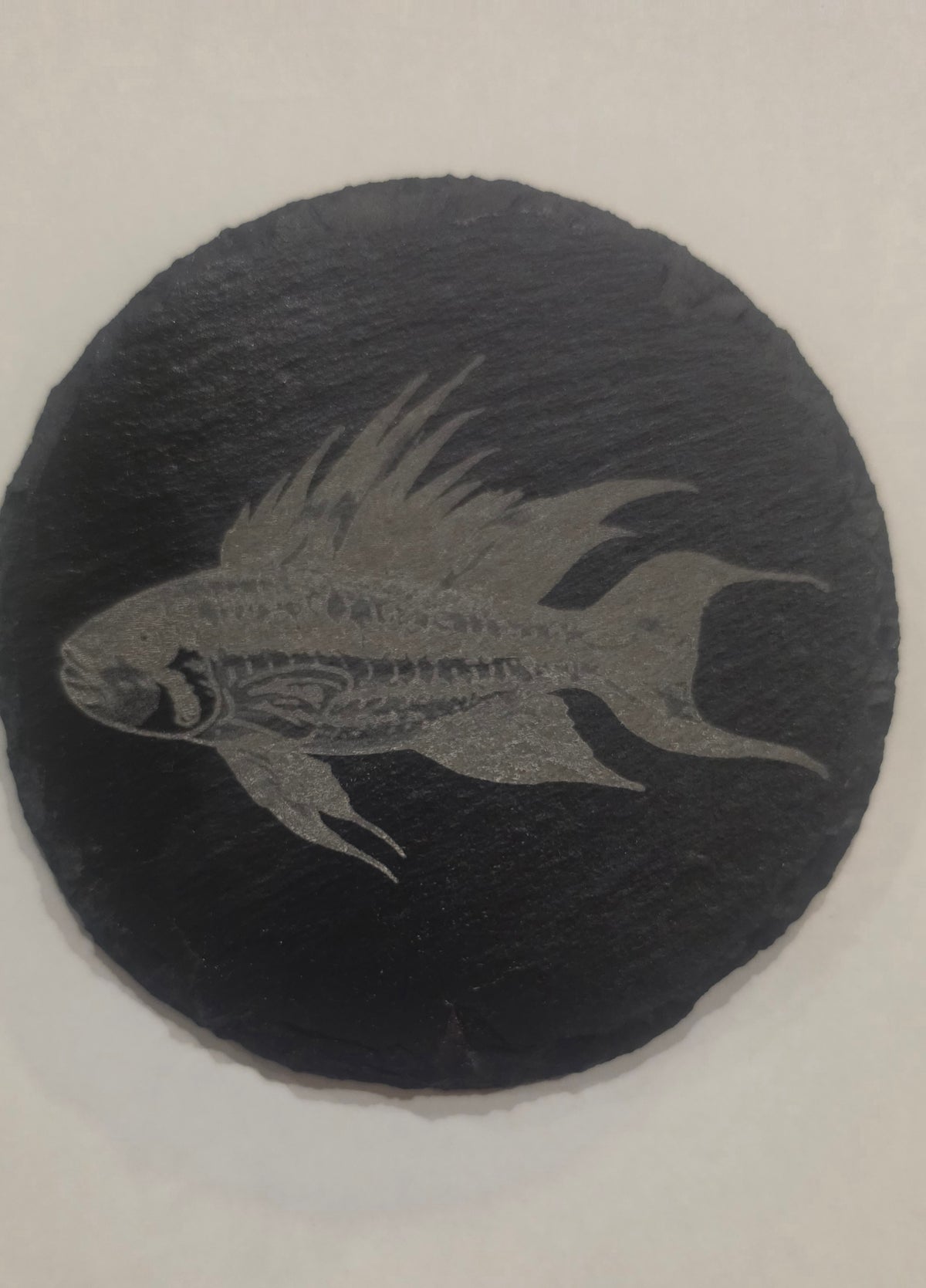Apistogramma Cacatuoides Coaster