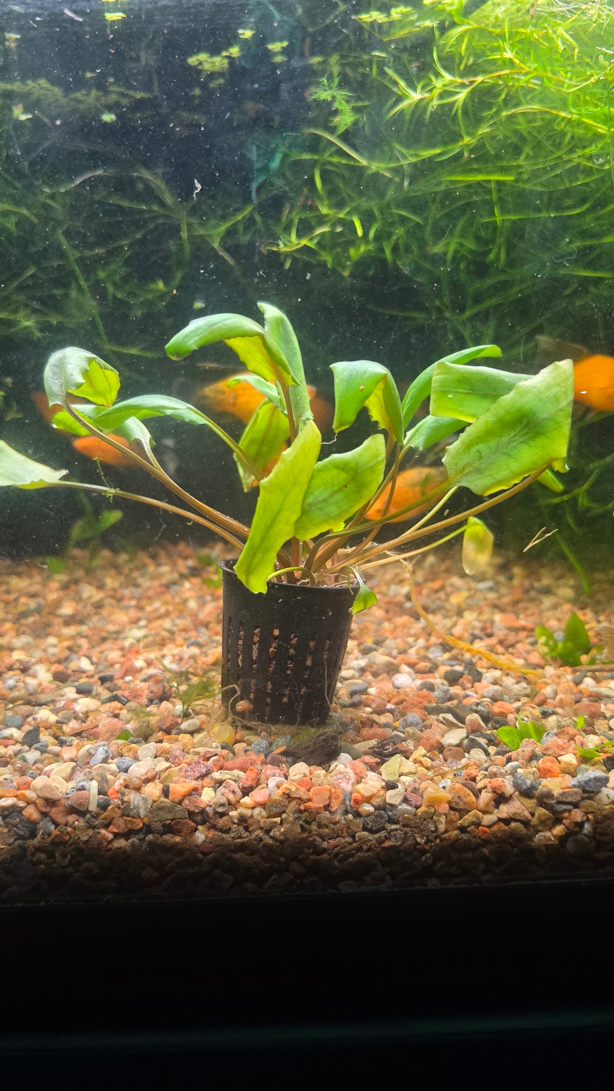 Cryptocryne Blassii