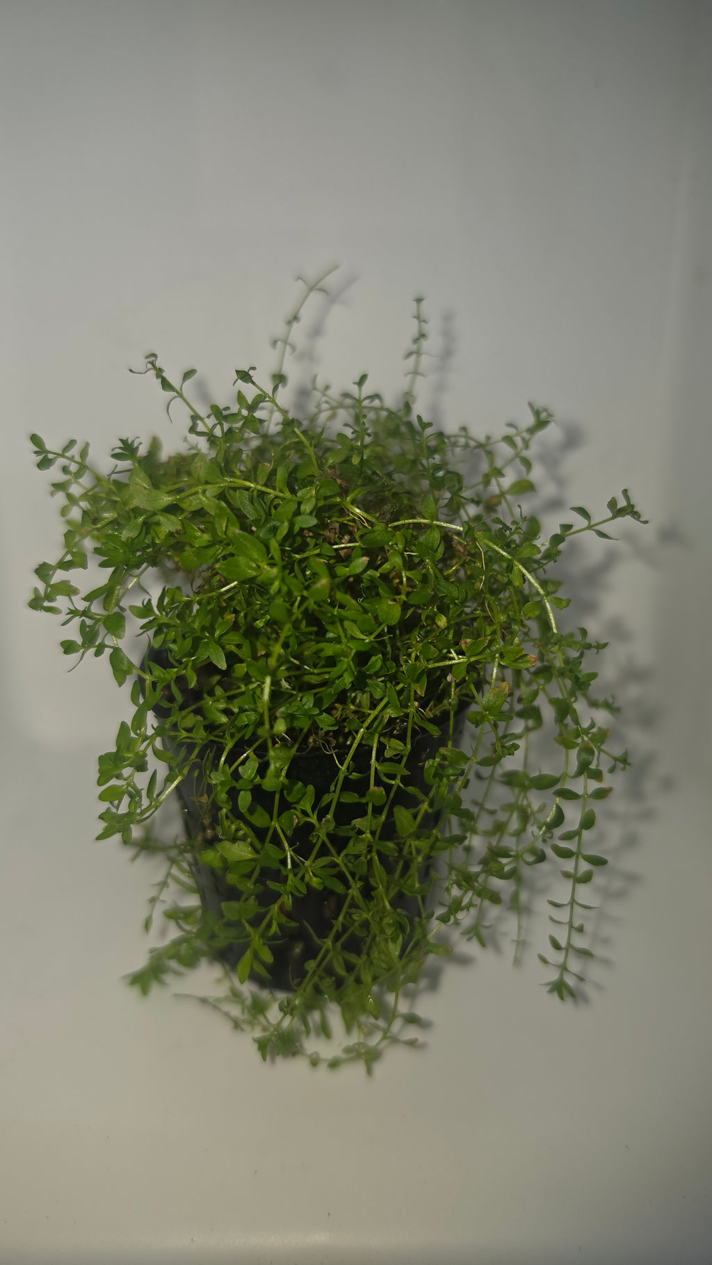 Pearlweed