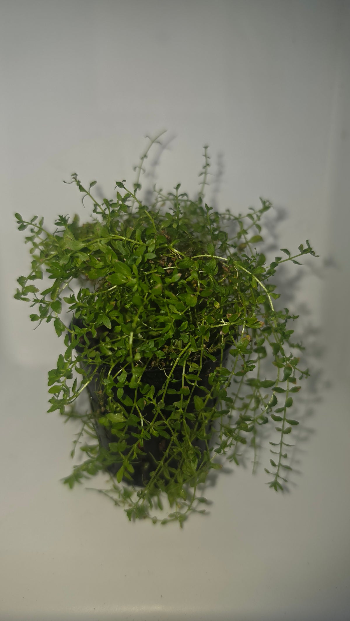 Pearlweed