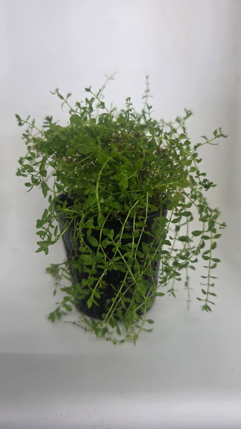Pearlweed