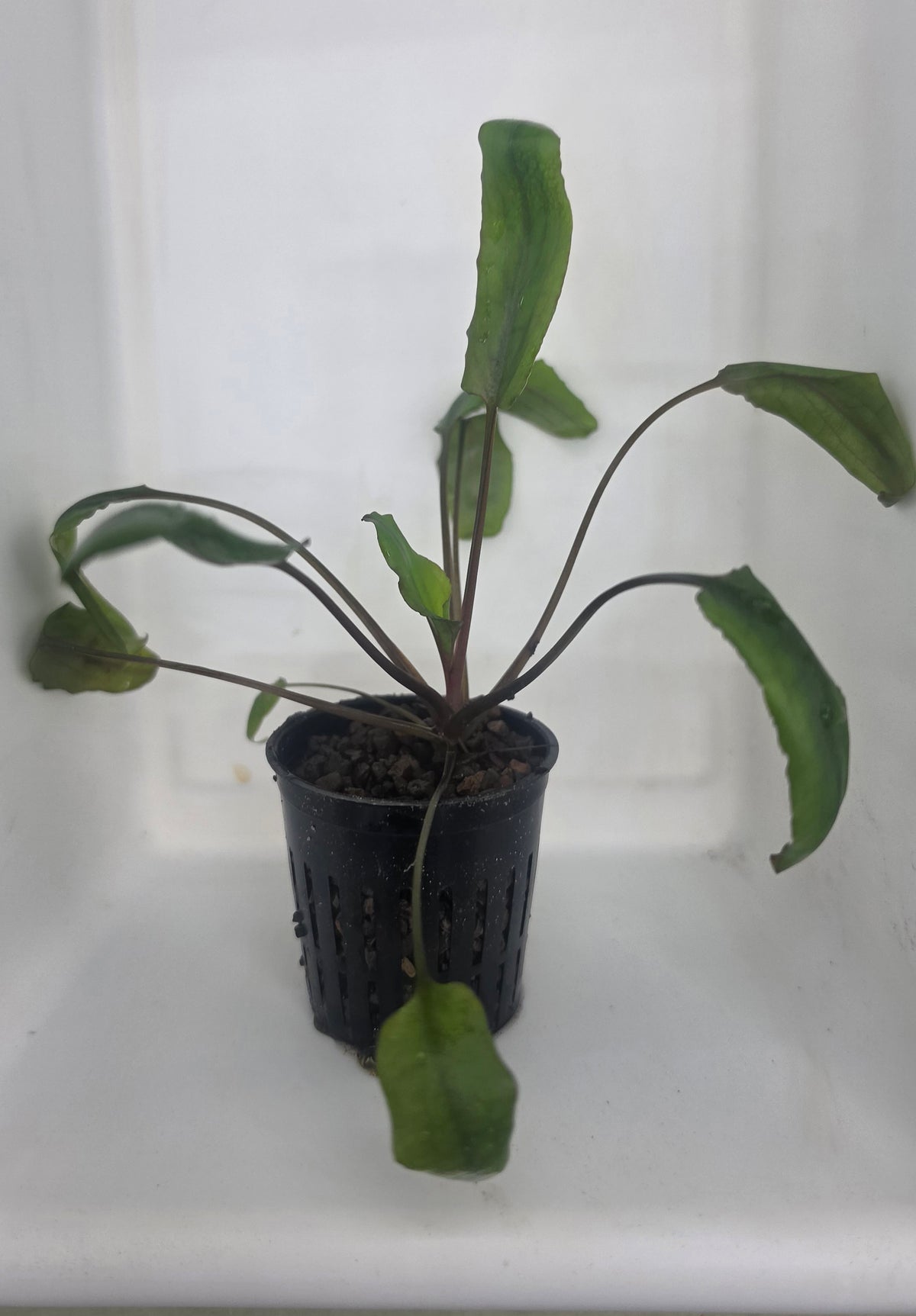 Cryptocryne Blassii