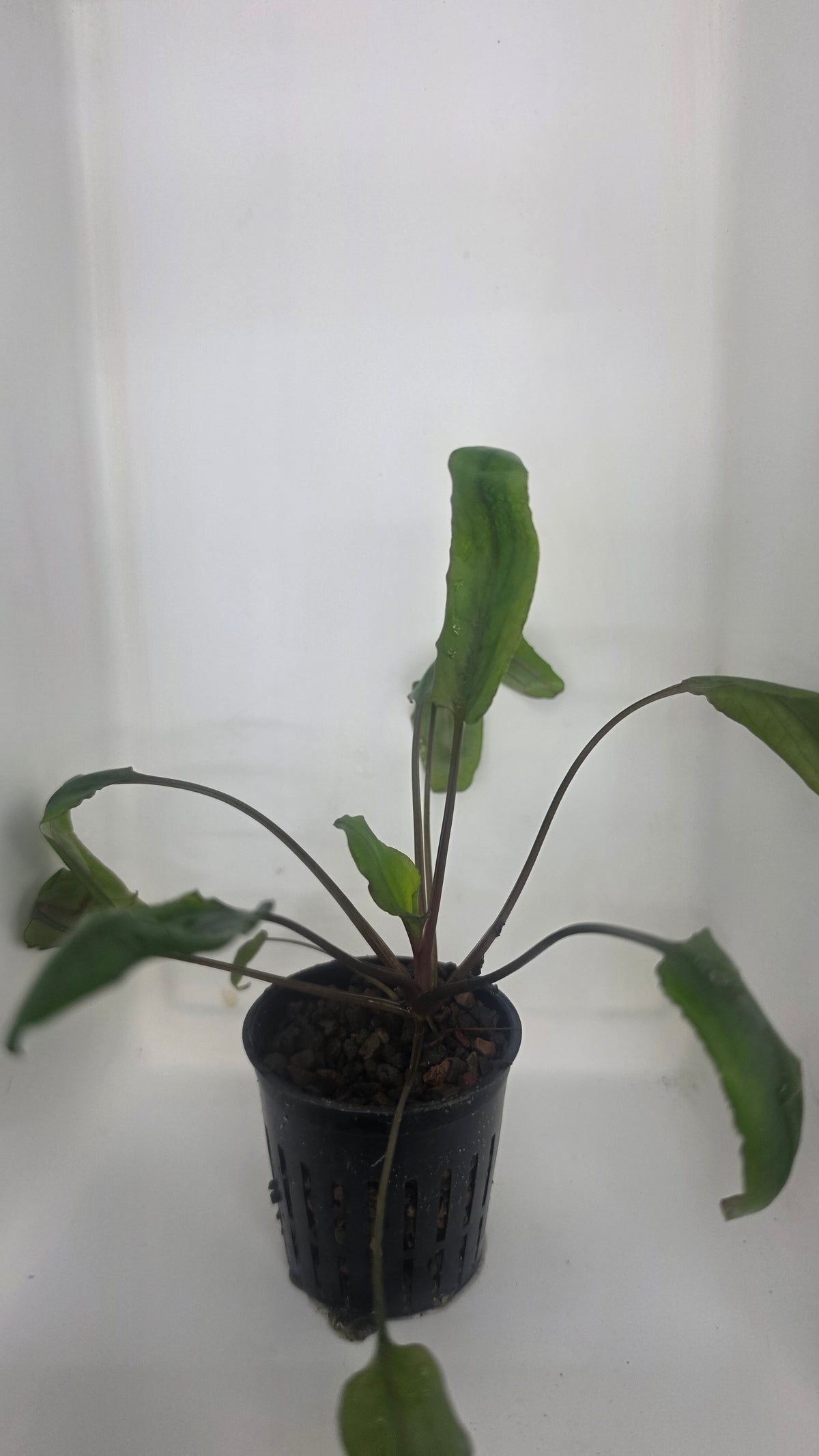 Cryptocryne Blassii