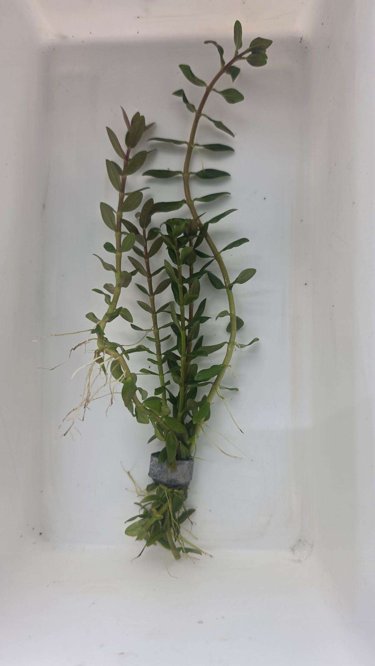 Nesea Triflora