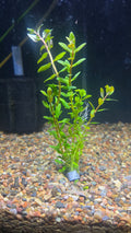Nesea Triflora