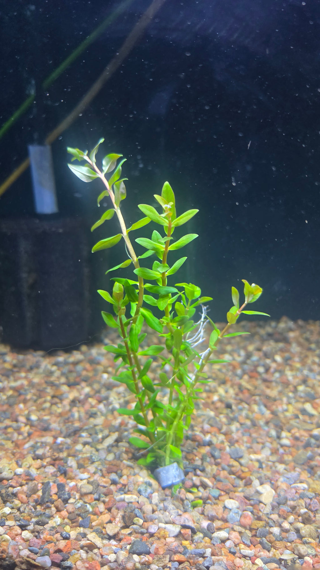 Nesea Triflora