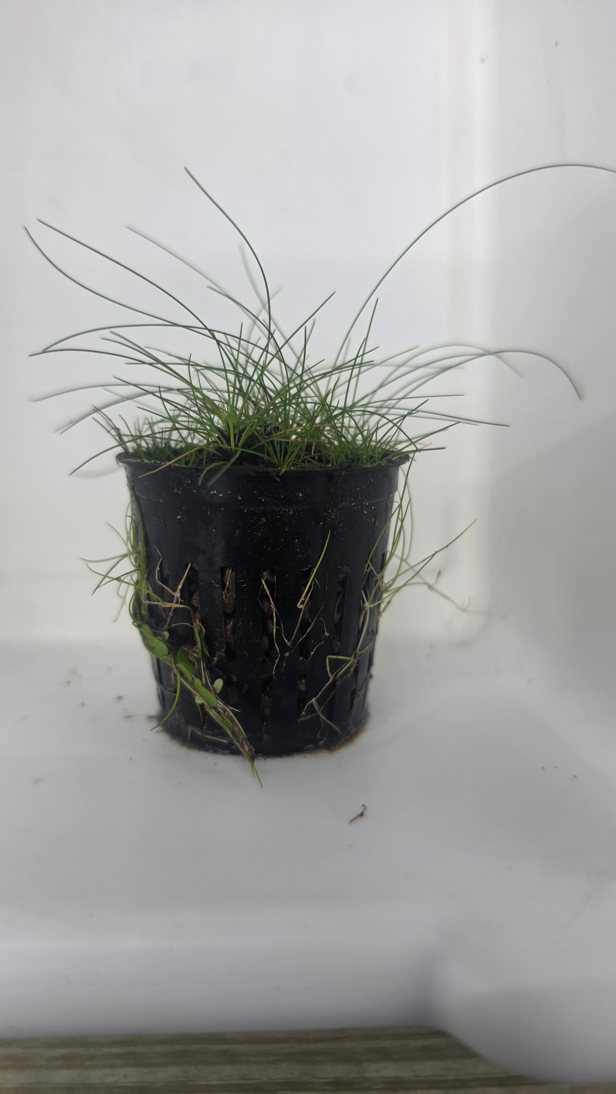Dwarf Hair Grass