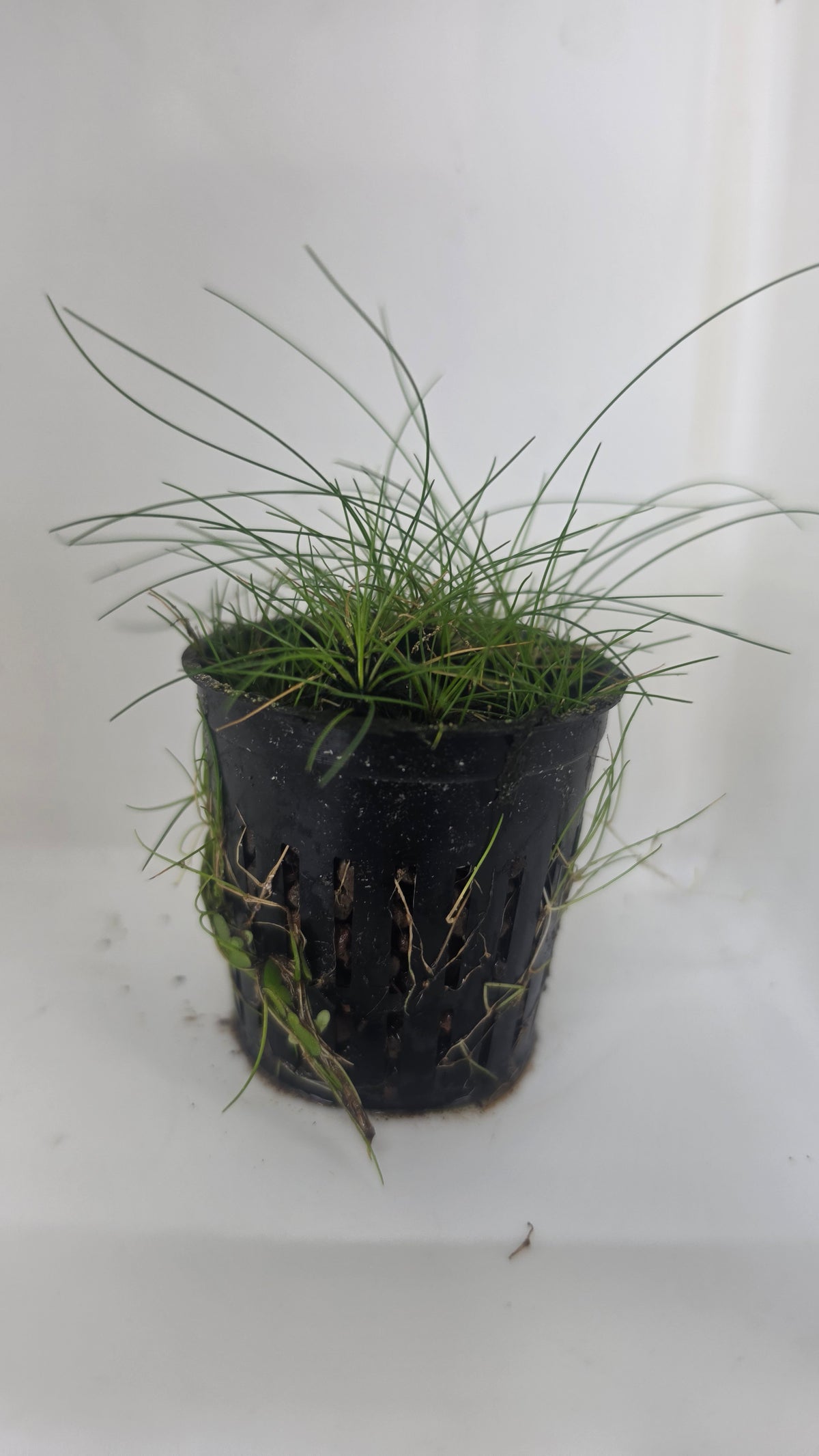 Dwarf Hair Grass