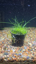 Dwarf Hair Grass