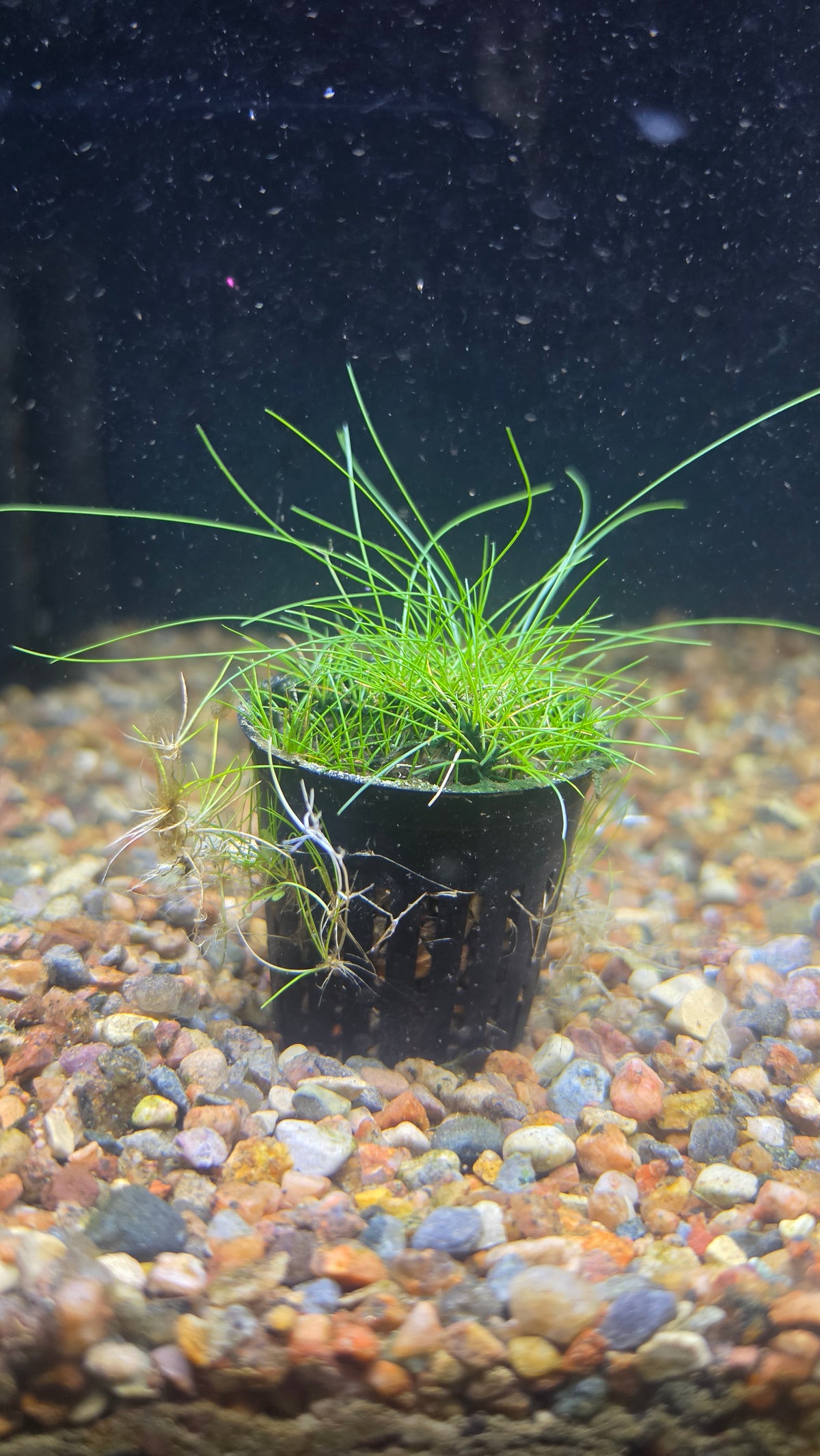 Dwarf Hair Grass