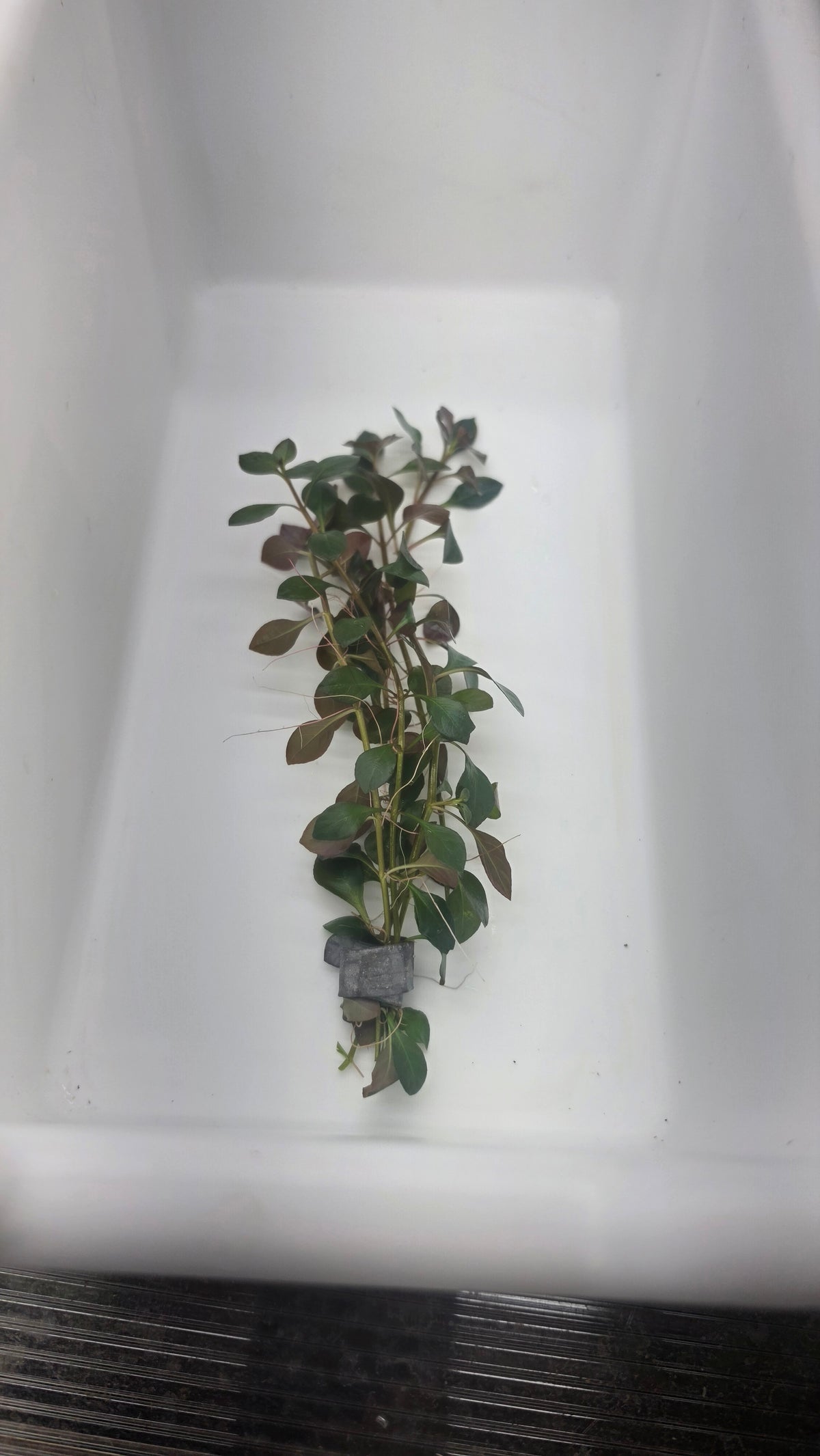 Ludwigia Ovalis