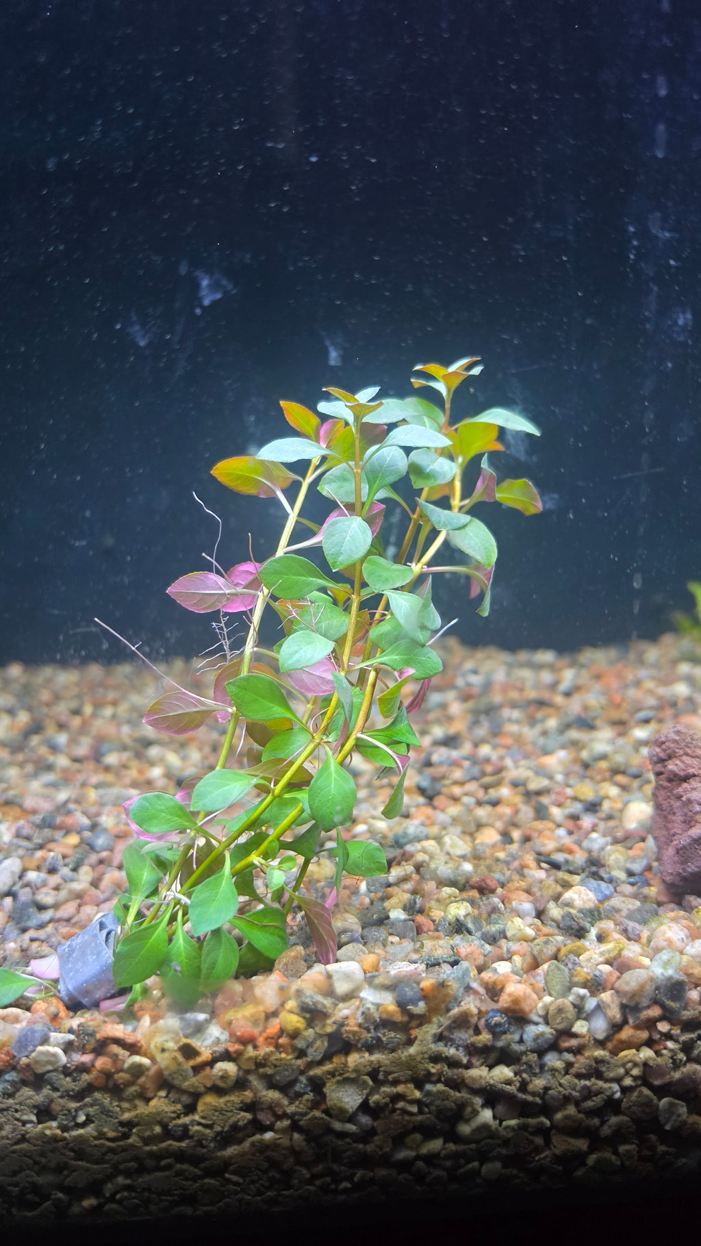 Ludwigia Ovalis