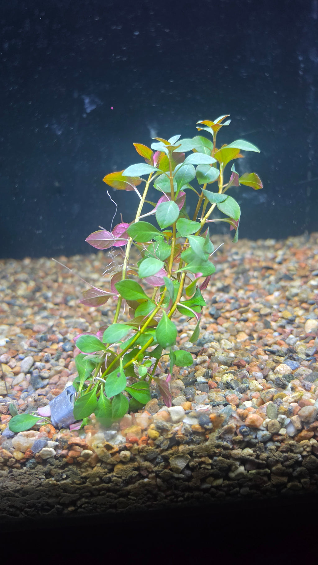 Ludwigia Ovalis