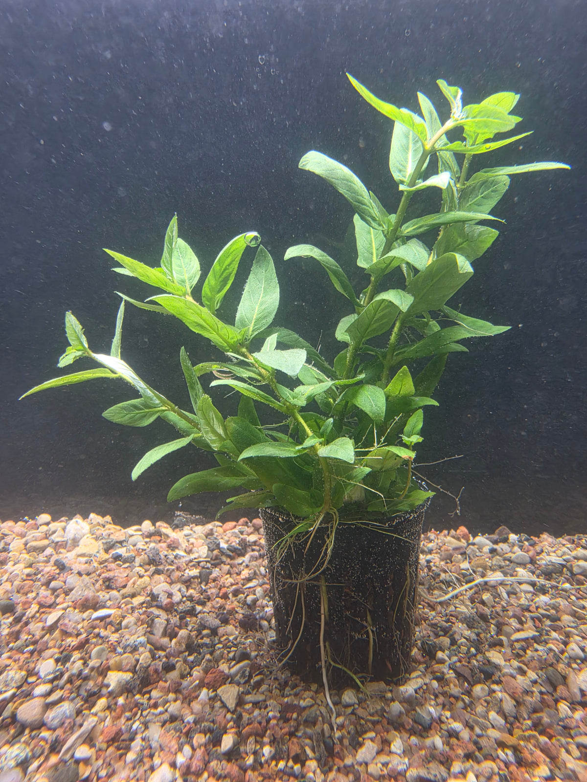 Staurogyne Repens